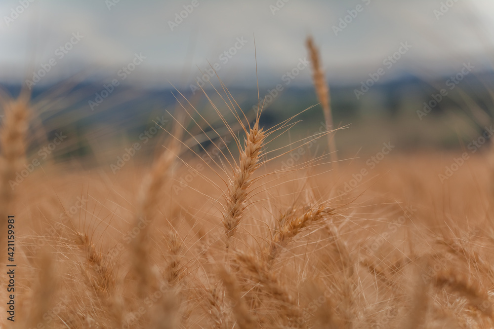 Fototapeta premium D'orge et d'été