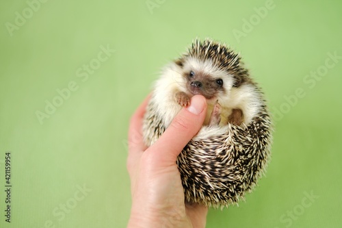 Hedgehog. Pets. Pygmy african hedgehog in a female hand on a green background. gray hedgehog.Atelerix albiventris 