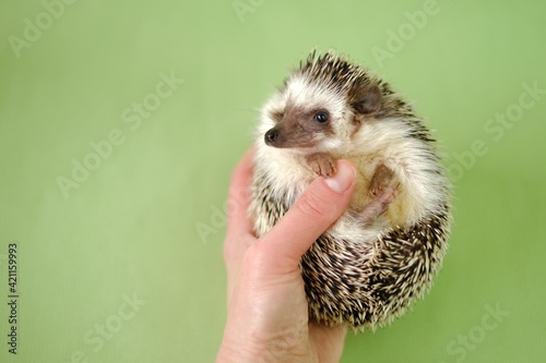 Hedgehog. Pets. Pygmy african hedgehog in a hand on a green background. gray little hedgehog.Atelerix albiventris 