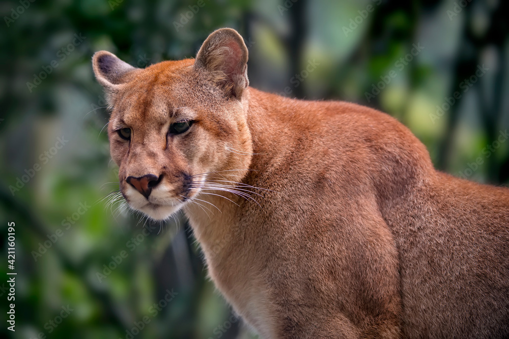 Obraz premium Puma photographed in captivity in Goias. Midwest of Brazil. Cerrado Biome. Picture made in 2015.