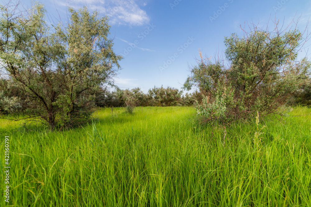 Summer high grass scene. Grassland nature in summer