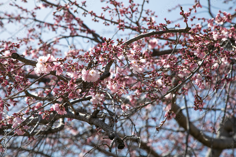 青空を背景に桜