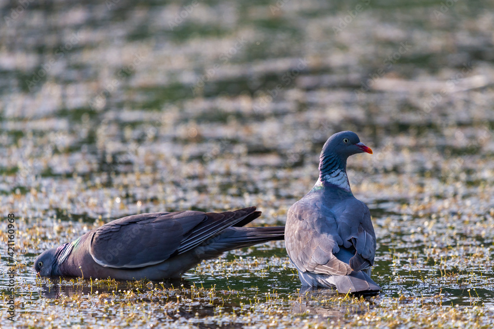 Obraz premium Wood pigeon, Columba palumbus, two bird in water of lake