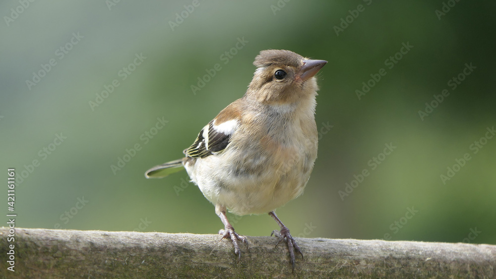 Chaffinch sitting on a fence UK Chaffinch sitting on a fence UK