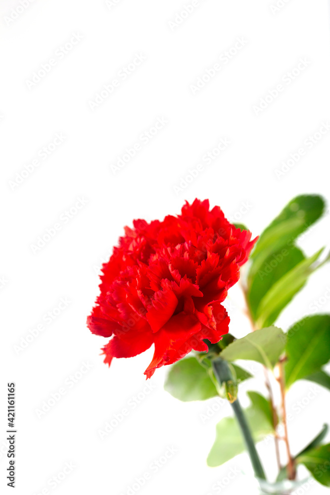 Red carnation on white background. Floral background.