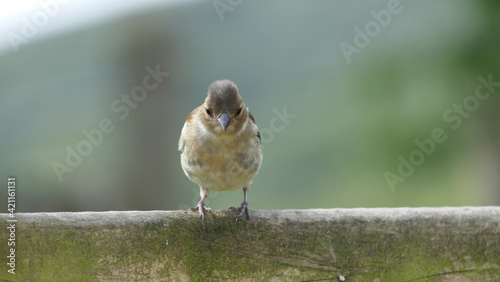 Chaffinch sitting on a fence UK