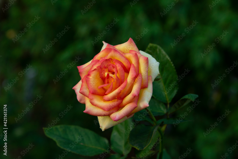single red rose single red rose