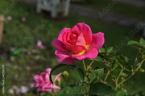 pink and white flower