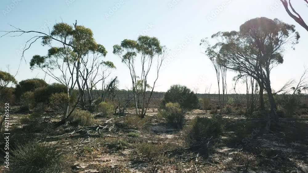 Hopping Kangaroos During Summer At Safari In Wave Rock Wildlife Park, Hyden Australia. - Dolly Shot Hopping Kangaroos During Summer At Safari In Wave Rock Wildlife Park, Hyden Australia. - Dolly Shot
