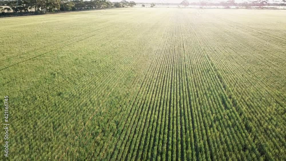 Fly Over Green Crop Field Landscape During Summer Near Wave Rock Wildlife Park In Hyden, Western Australia. - Aerial Pullback Shot Fly Over Green Crop Field Landscape During Summer Near Wave Rock Wildlife Park In Hyden, Western Australia. - Aerial Pullback Shot