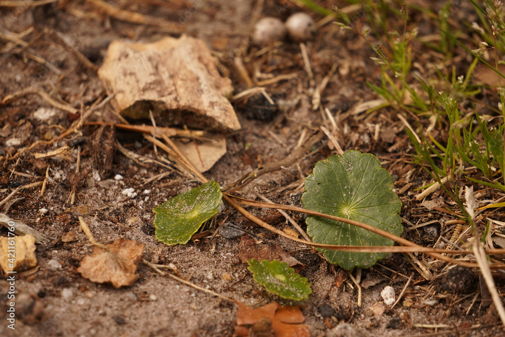 close up of plant