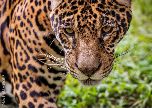 Jaguar photographed in captivity in Goias. Midwest of Brazil. Cerrado Biome. Picture made in 2015.