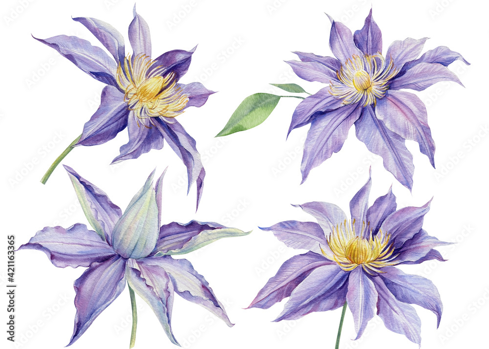 Fototapeta premium Set purple clematis on a white background, watercolor illustration, flora design, botanical painting