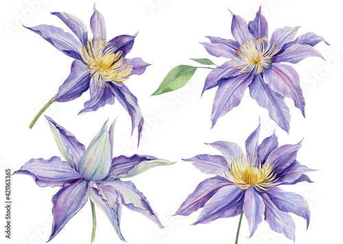 Set purple clematis on a white background, watercolor illustration, flora design, botanical painting © Hanna