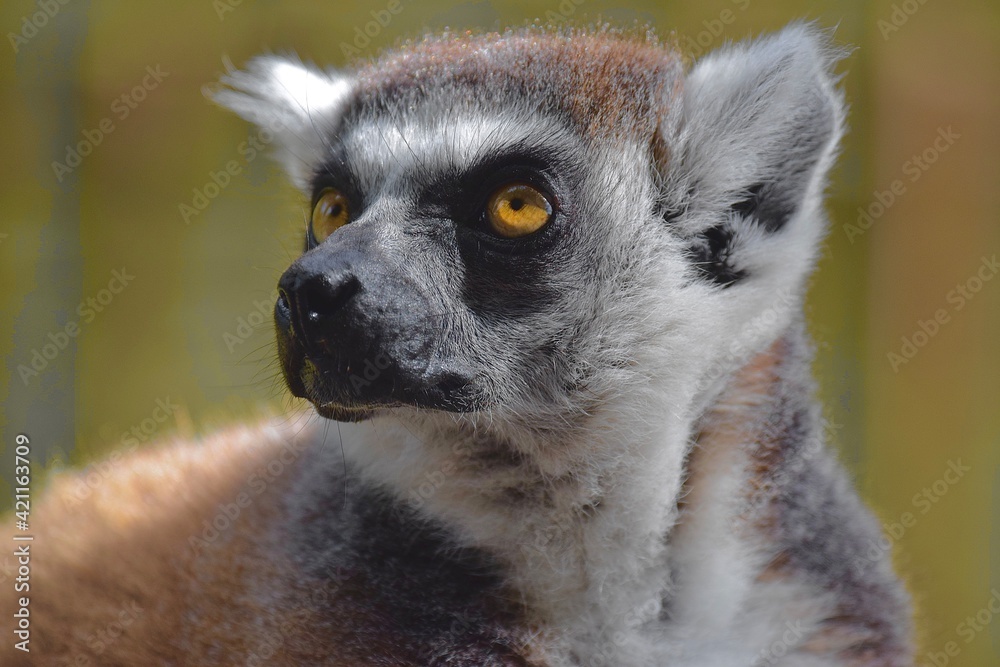 Obraz premium lemur on a tree