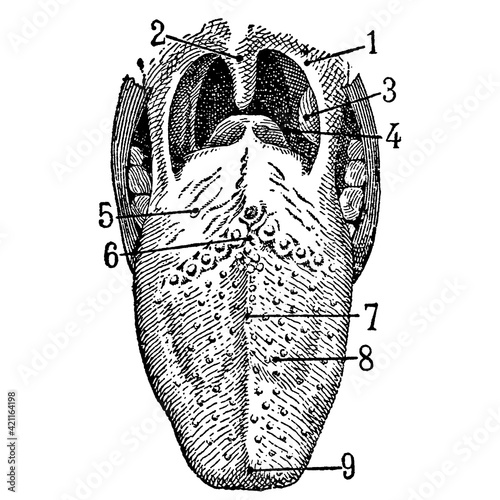 Vintage engraving of the human tongue