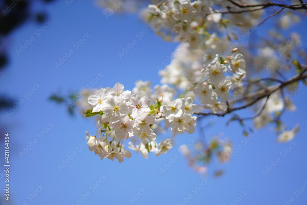 春に咲く桜 春に咲く桜