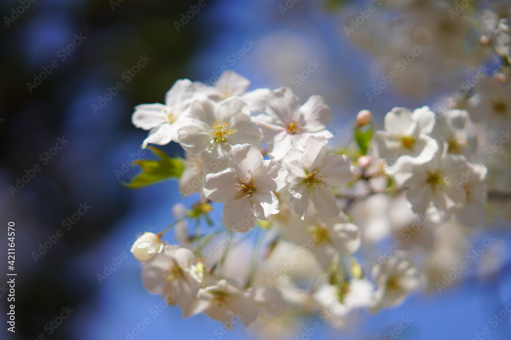 春に咲く桜