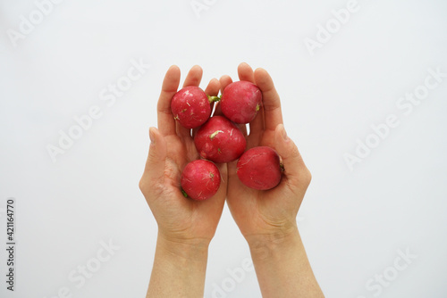 Radish in the hands