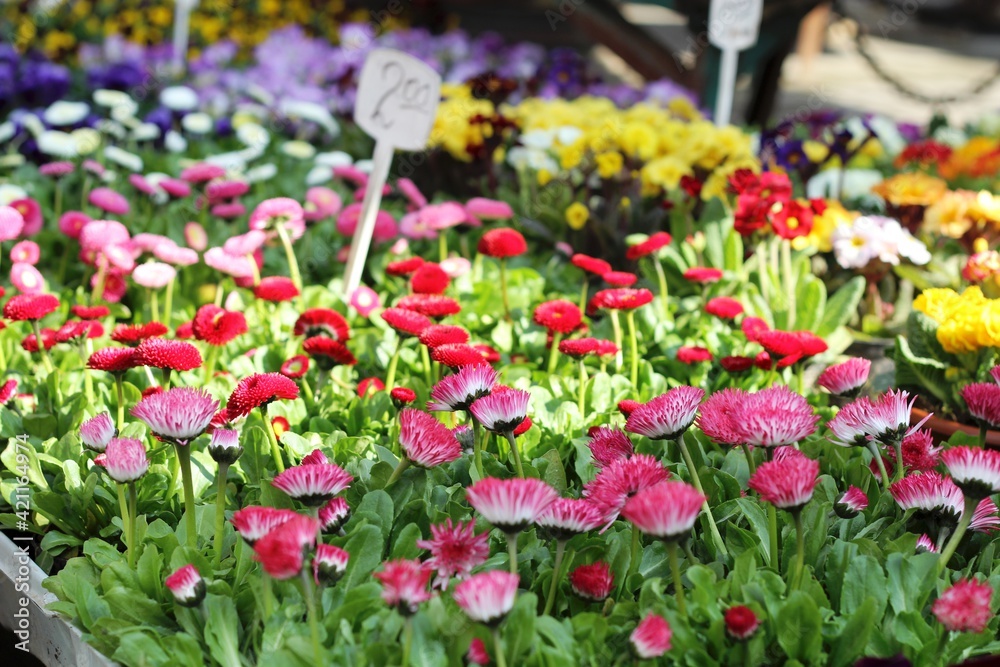 pink daisies and other spring flowers on the flower market