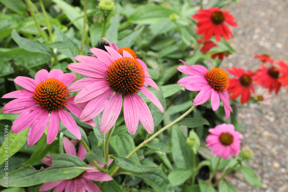Echinacea flower also know as Cone Daisy presented in pots on shelf Echinacea flower also know as Cone Daisy presented in pots on shelf