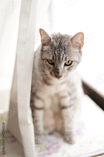 Wallpaper Mural 毛づくろいするエジプシャンマウ Torontodigital.ca