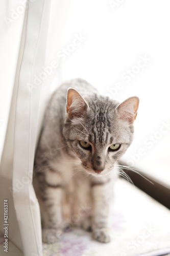 Wallpaper Mural 毛づくろいするエジプシャンマウ Torontodigital.ca