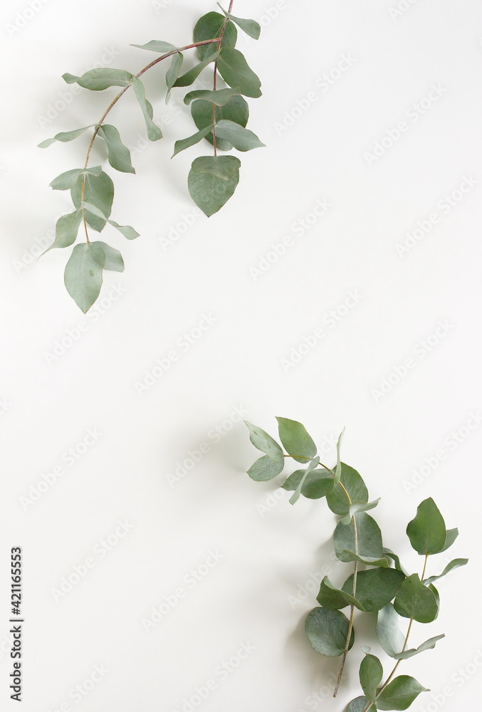 green eucalyptus leaves frame top view isolated on white background with copy space. flat lay, poster