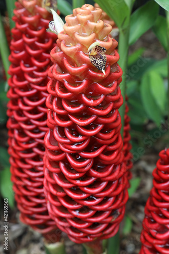 Bright red bee hive ginger flowers surrounded by green leaves photo