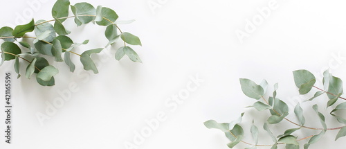 green eucalyptus leaves frame banner top view isolated on white background with copy space. flat lay