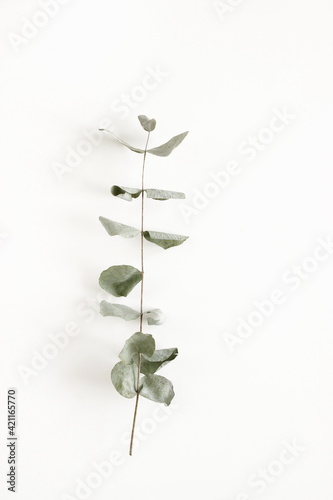 Dried eucalyptus leaf isolated on white background top view, flat lay. Greetings floral minimal card.poster