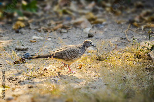 a bird on the beach