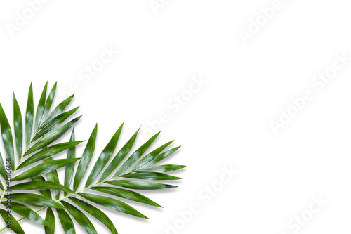 green palm leaf branches on white background. flat lay  top view