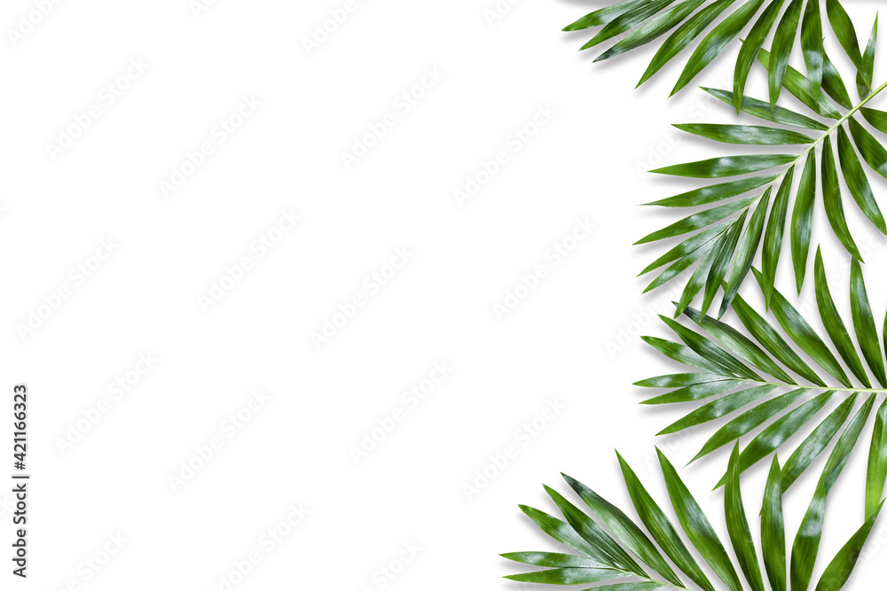 green palm leaf branches on white background. flat lay, top view