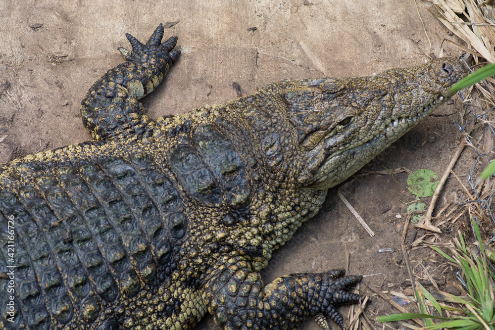 Top view of a Crocodile crawling on ground Top view of a Crocodile crawling on ground
