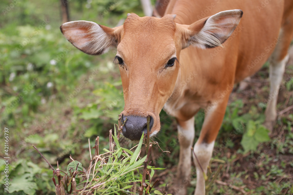 Domesticated cattle ox cow bull banteng sapi bos javanicus eating grass on field, organic beef farm Domesticated cattle ox cow bull banteng sapi bos javanicus eating grass on field, organic beef farm