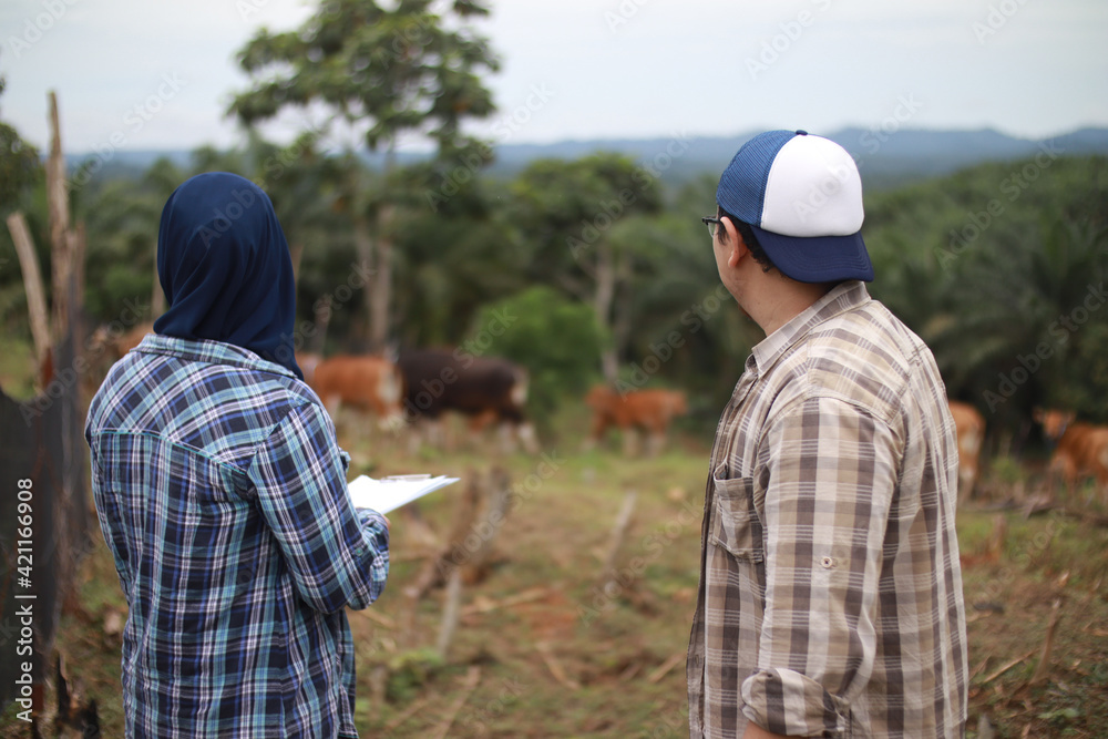 Asian muslim farmer couple checking their beef farm, with domesticated cow ox cattle grazing in the background, agriculture farming entrepreneur Asian muslim farmer couple checking their beef farm, with domesticated cow ox cattle grazing in the background, agriculture farming entrepreneur