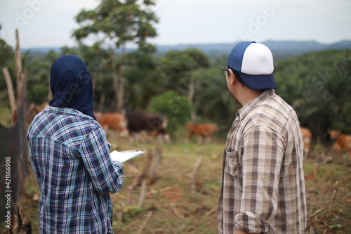Asian muslim farmer couple checking their beef farm, with domesticated cow ox cattle grazing in the background, agriculture farming entrepreneur