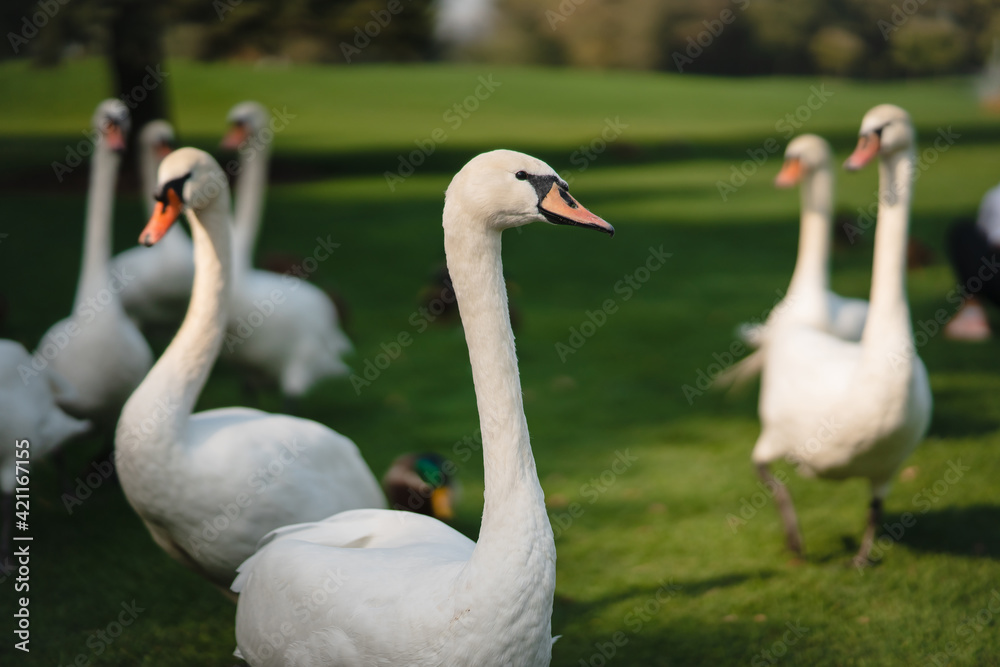 White swans resting on the green grass in the park. White swans resting on the green grass in the park.