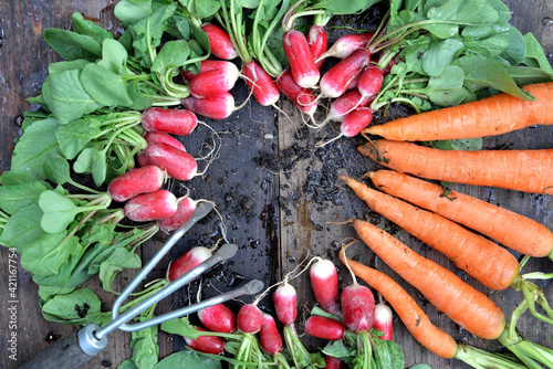 organic dirty carrots and radishes freshly harvested in garden and put on a p...