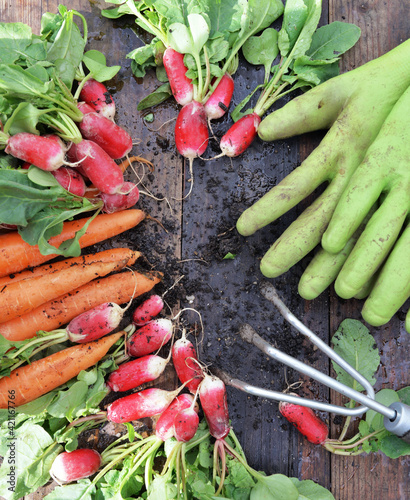 organic dirty carrots and radishes freshly harvested in garden and put on a p...