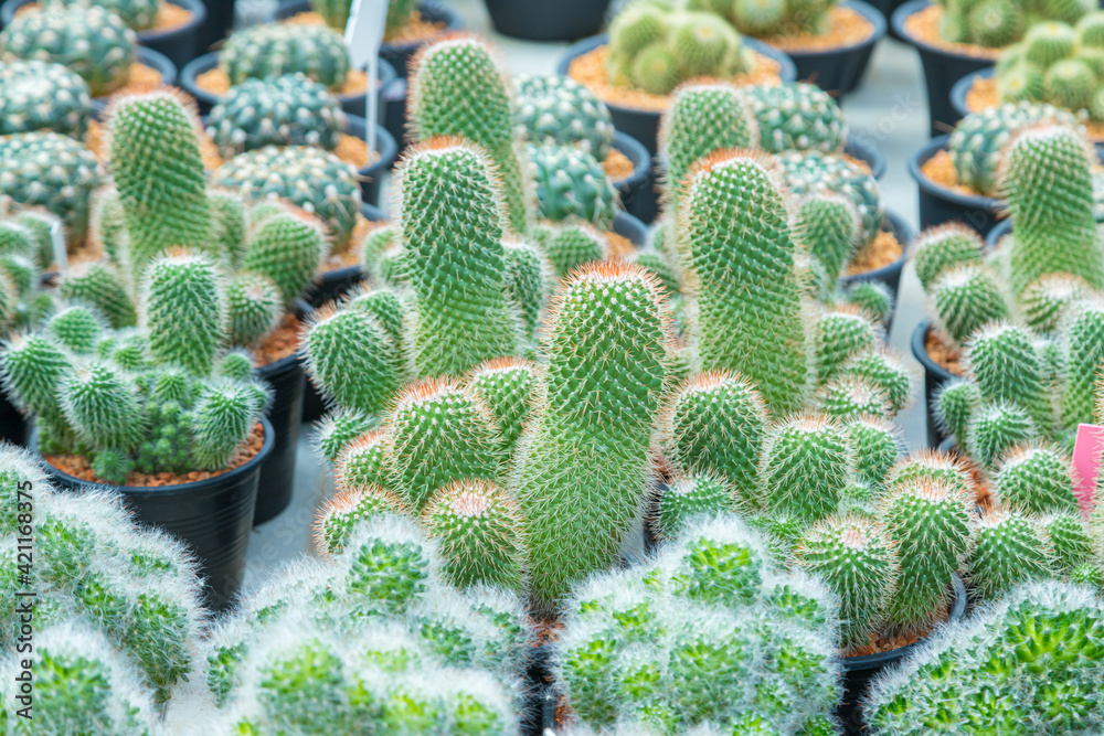 Close up Beautiful tropical cactus