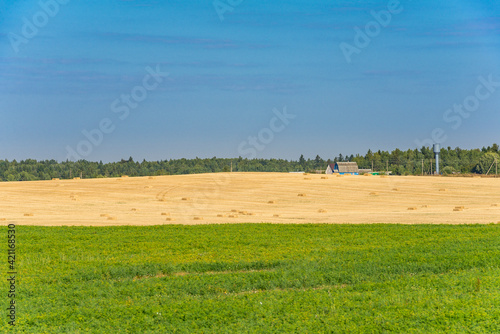 An image of meadow in late summer  Belarus