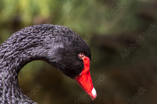 Fototapeta Naklejka Na Ścianę i Meble -  black swan, profile view
