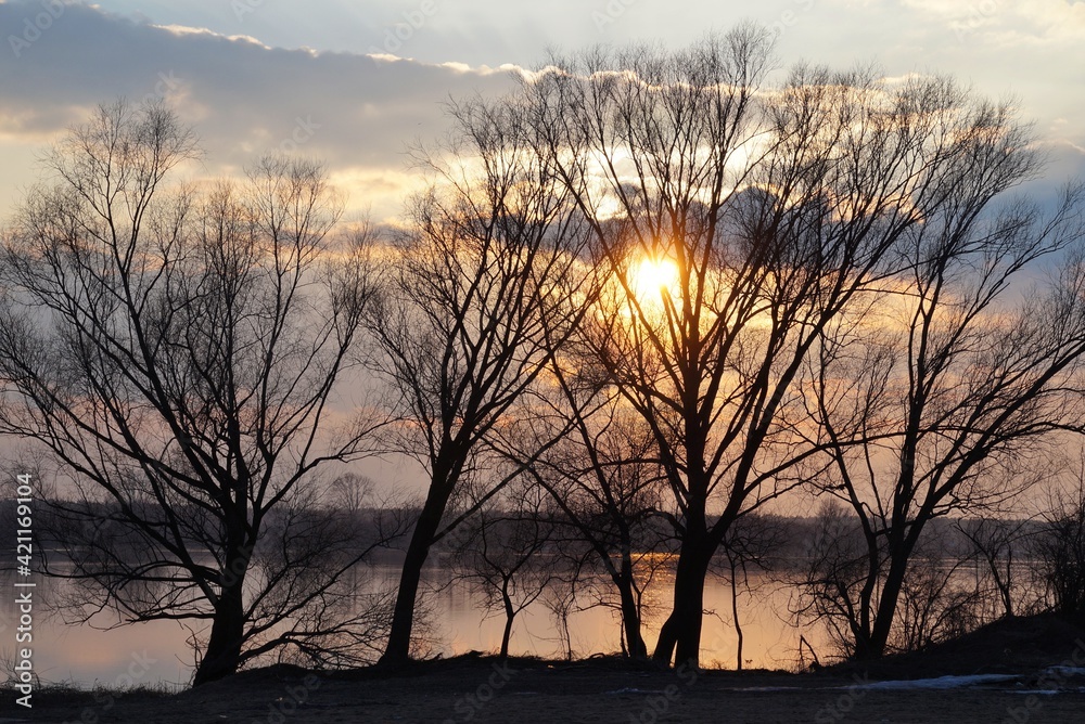 Obraz premium silhouettes of trees without leaves against the setting sun over the Vistula River