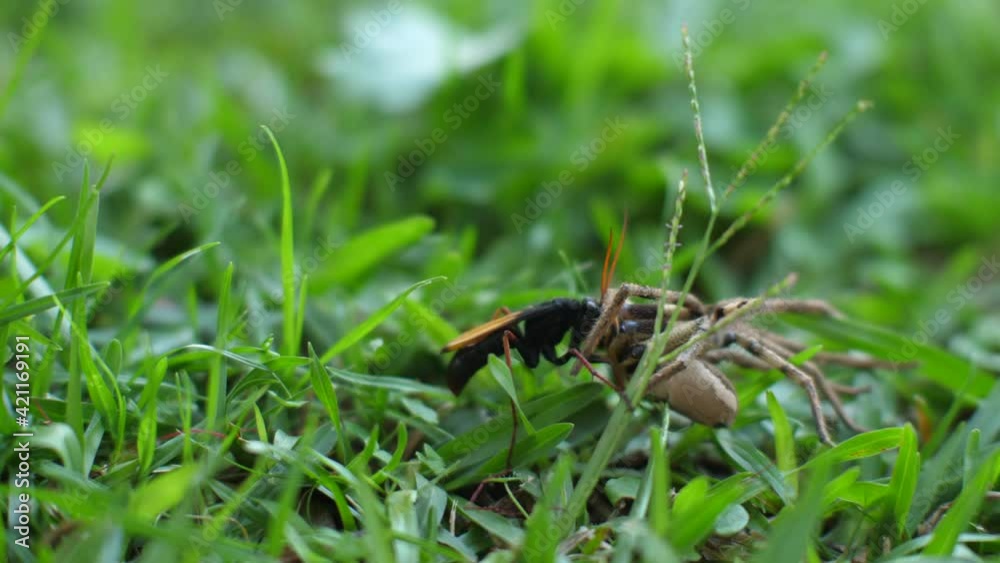 Large spider is dragged through green grass by a wasp Large spider is dragged through green grass by a wasp