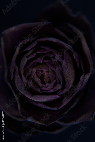 赤薔薇