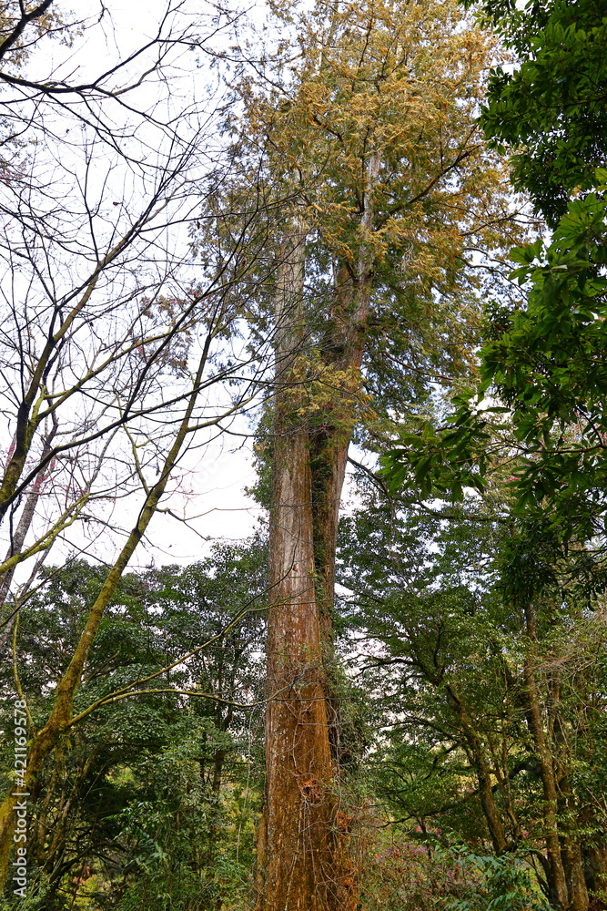 Fototapeta premium Alishan National Forest Recreation Area, situated in Alishan Township, Chiayi , TAIWAN