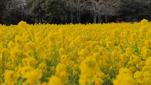 鮮やかな黄色の菜の花畑　農作業をするトラクター　驚いて飛び立つ鳥（三重県明和町斎宮）