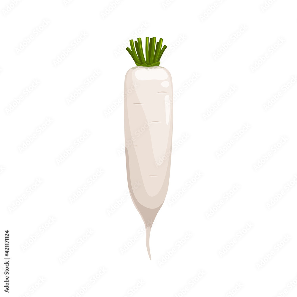 Daikon radish with green stem isolated vegetable root. Vector